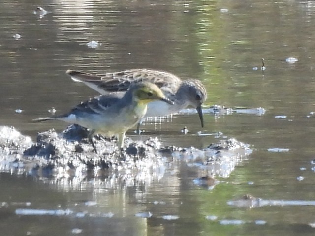 Citrine Wagtail - ML647345965