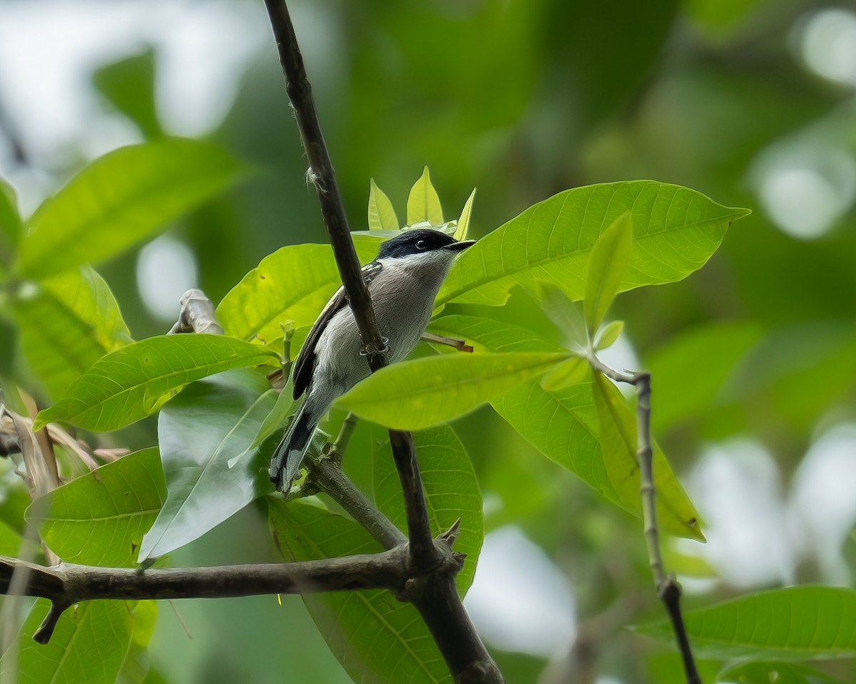 Ala Kanatlı Sinekkapan Vanga - ML647345969