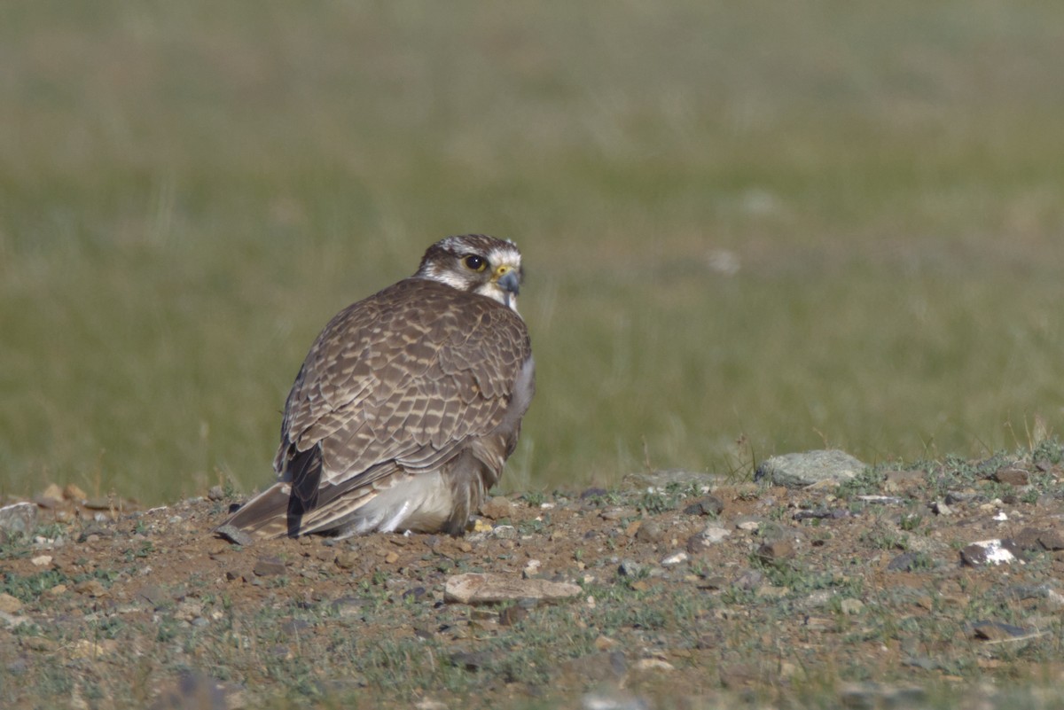 Ulu Doğan - ML647345972