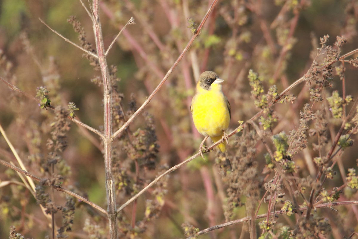 Kara Başlı Çinte - ML647345974