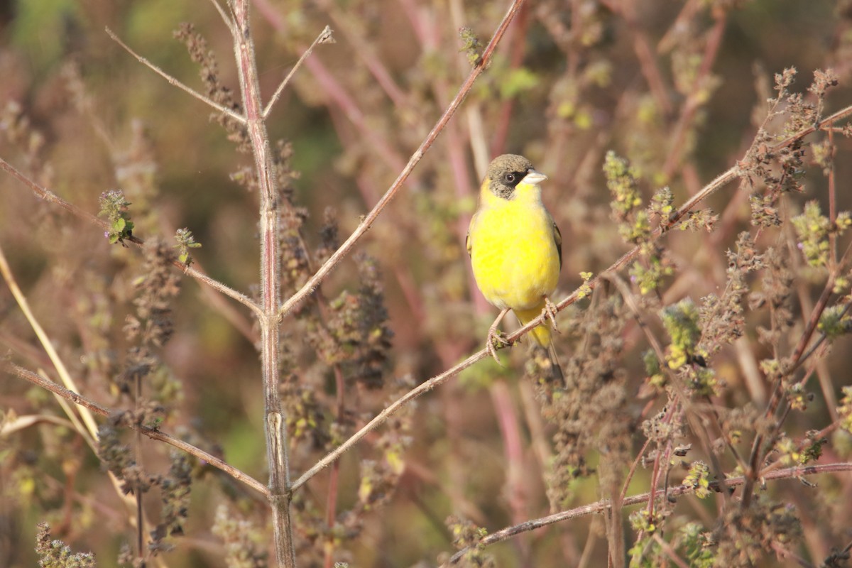 Kara Başlı Çinte - ML647345975