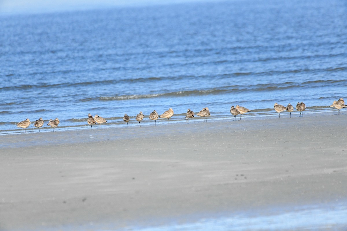 Ebruli Çamurçulluğu - ML647345976