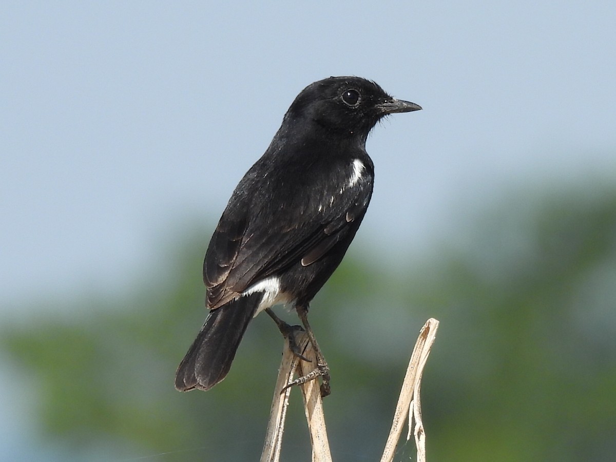 Kara Taşkuşu - ML647345977