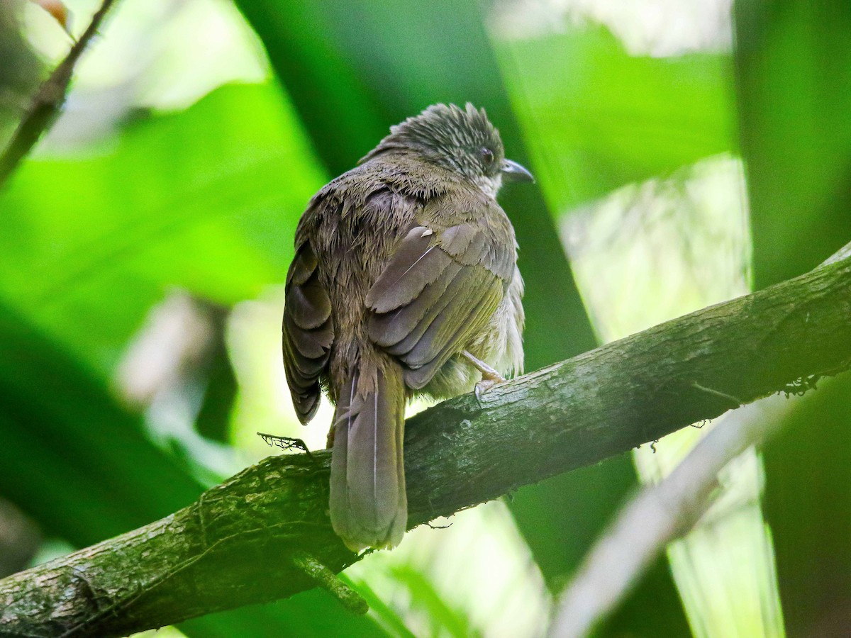 Zeytuni Kanatlı Arapbülbülü - ML647345978