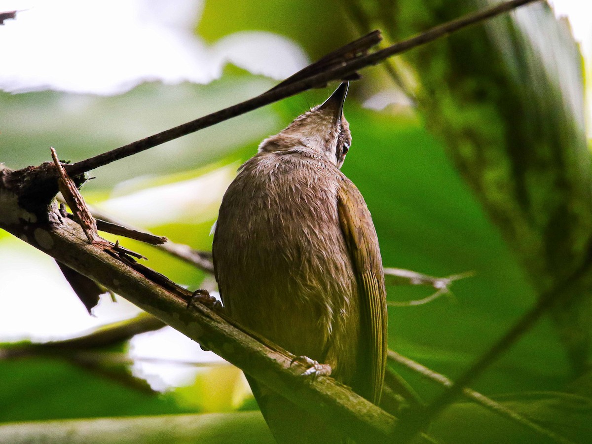 Zeytuni Kanatlı Arapbülbülü - ML647345979