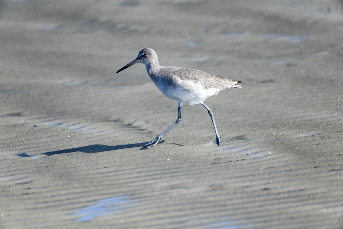 Boz Düdükçün - ML647345982