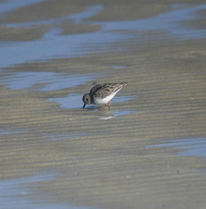 Taşçeviren - ML647345986