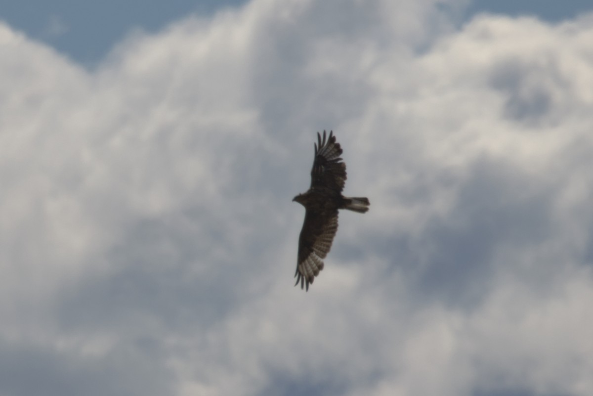 Busardo Mongol - ML647345993