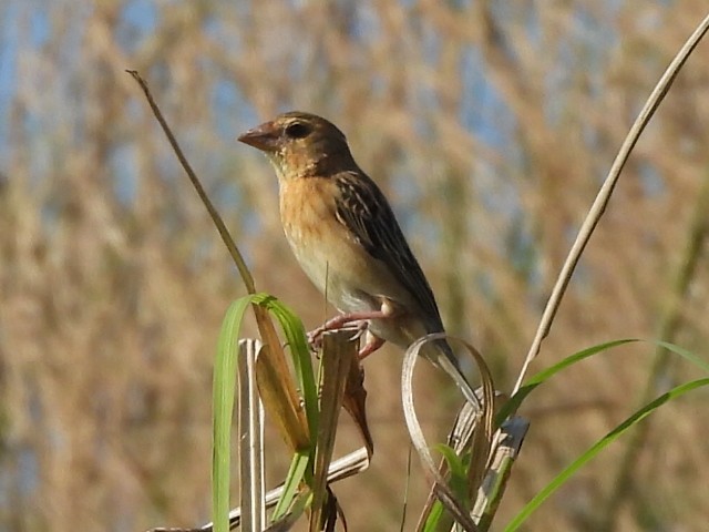 Asian Golden Weaver - ML647345994