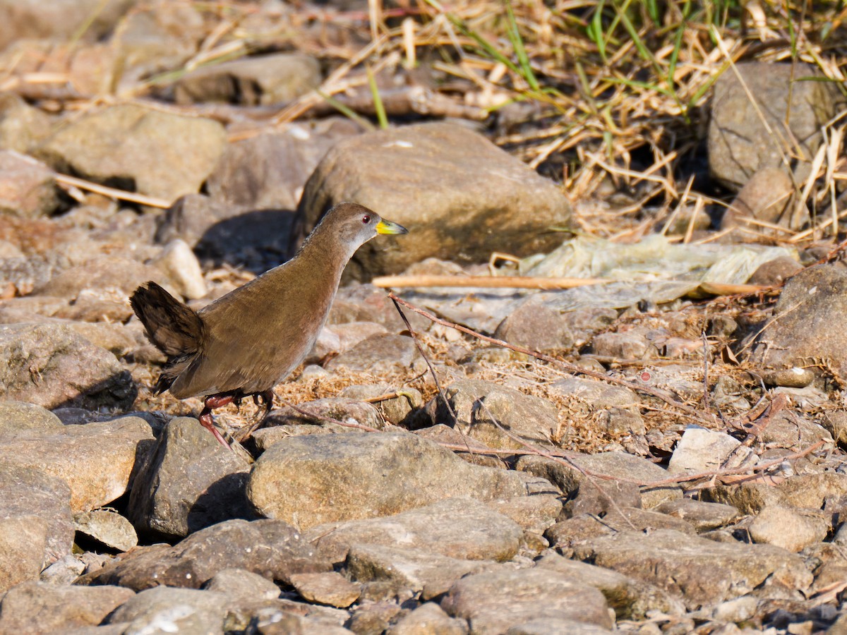 Brown Crake - ML647346030