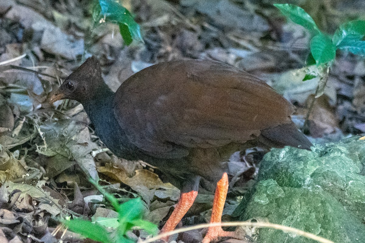 Orange-footed Megapode - ML647346031