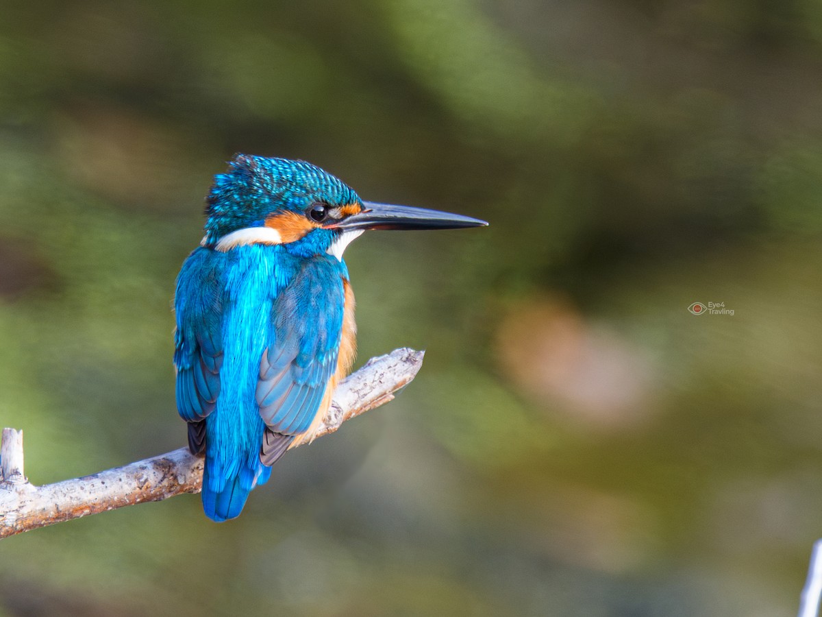 Common Kingfisher - ML647346034