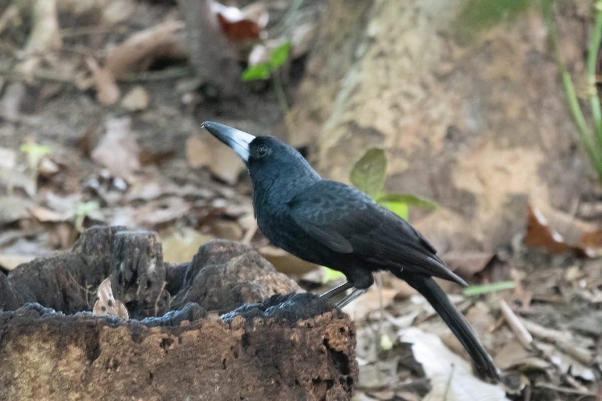 Black Butcherbird - ML647346037