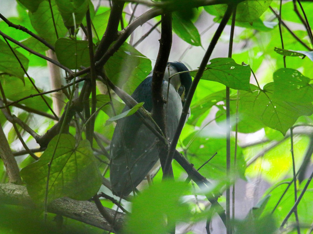 Black-crowned Night Heron - ML647346038