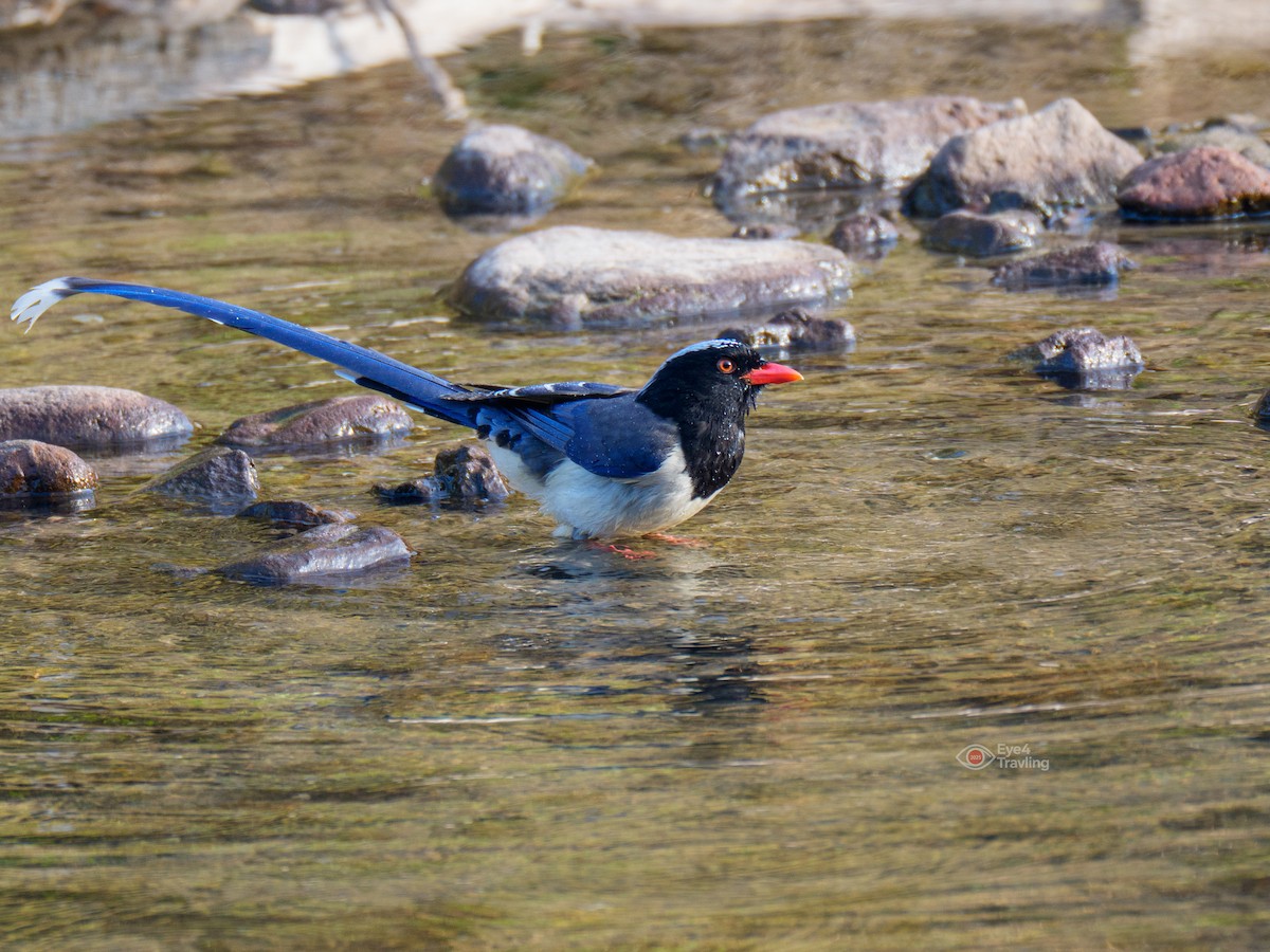Red-billed Blue-Magpie - ML647346041