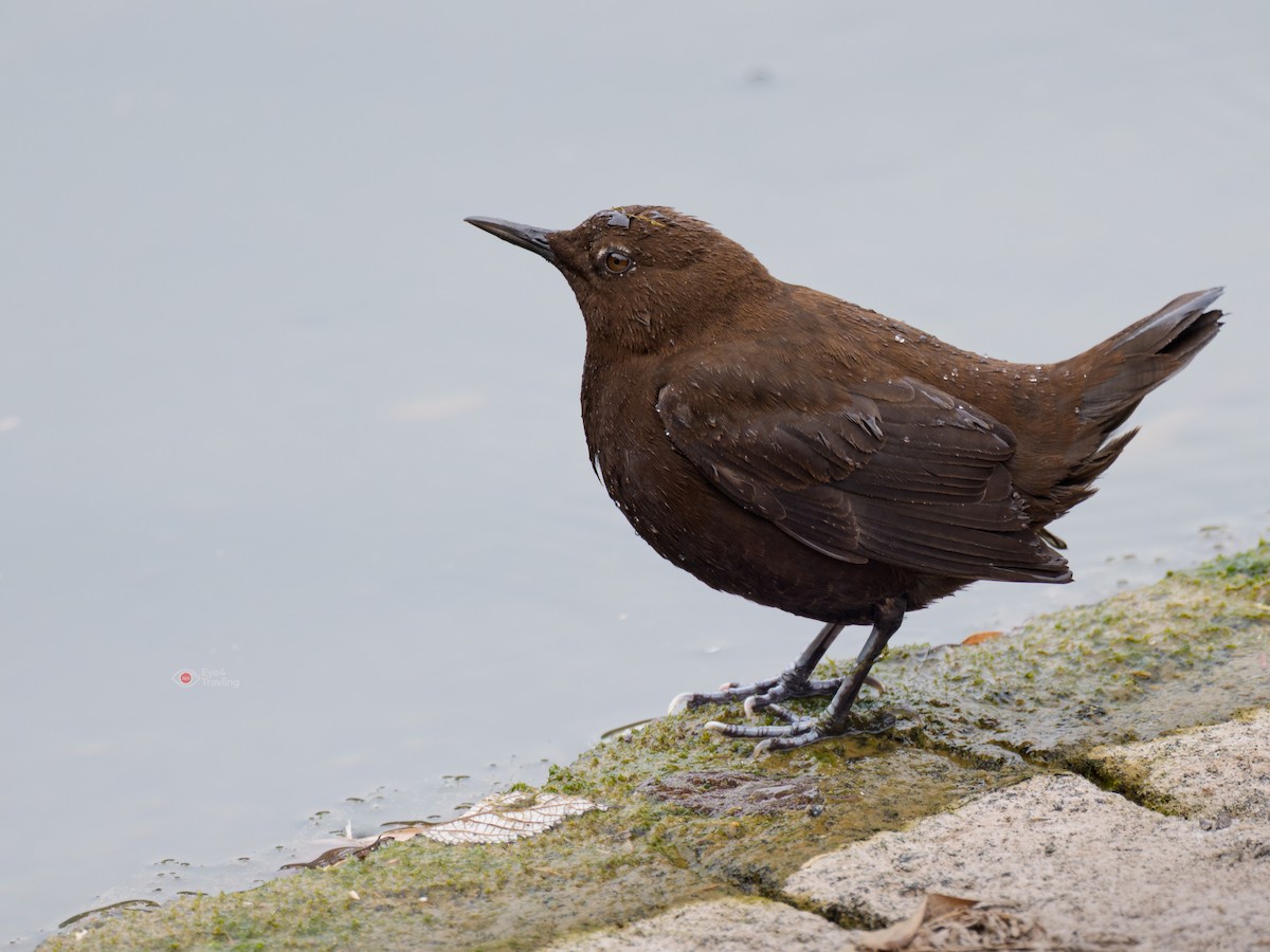 Brown Dipper - ML647346050