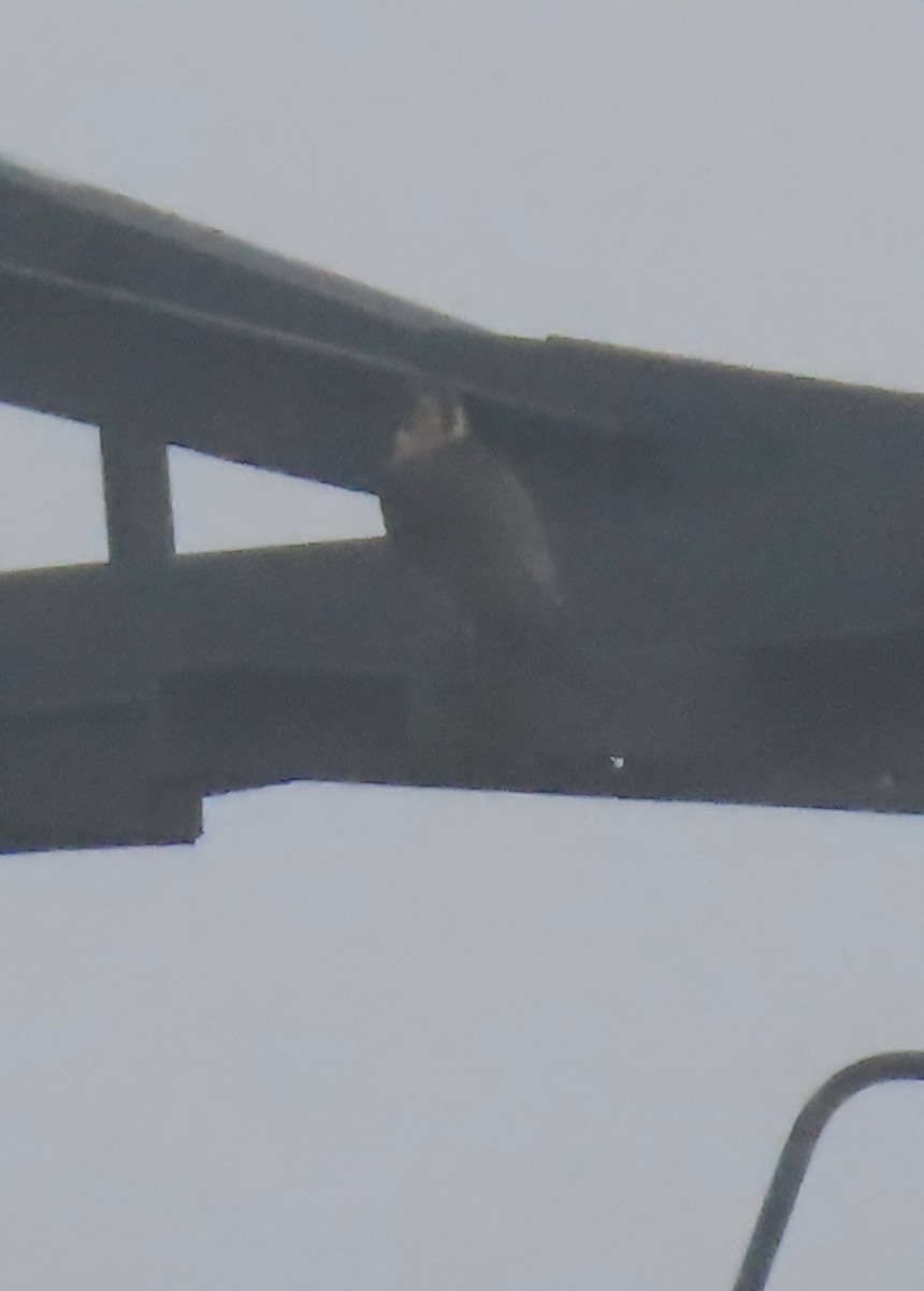 Faucon pèlerin - ML647346056