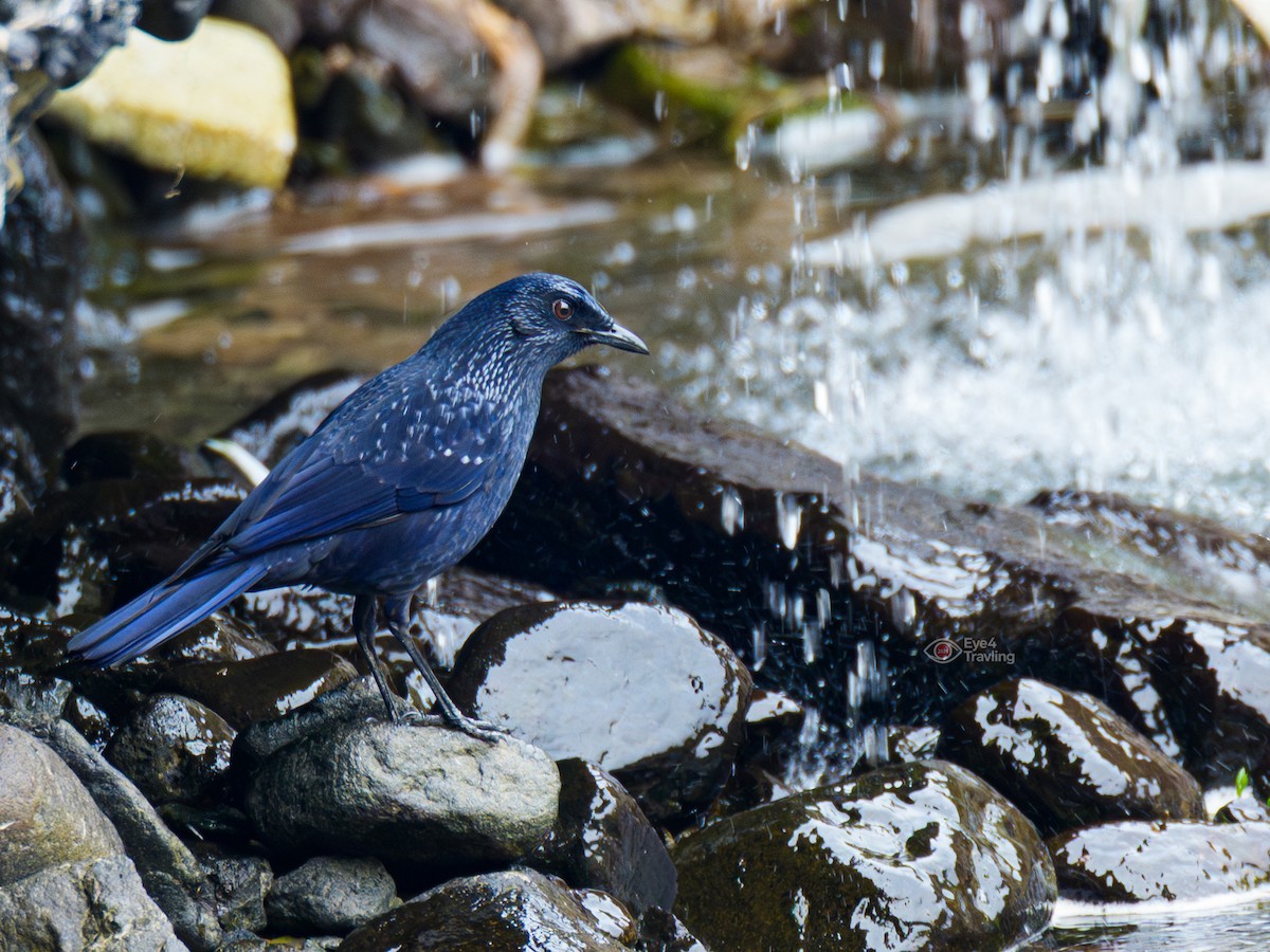 Blue Whistling-Thrush - ML647346058