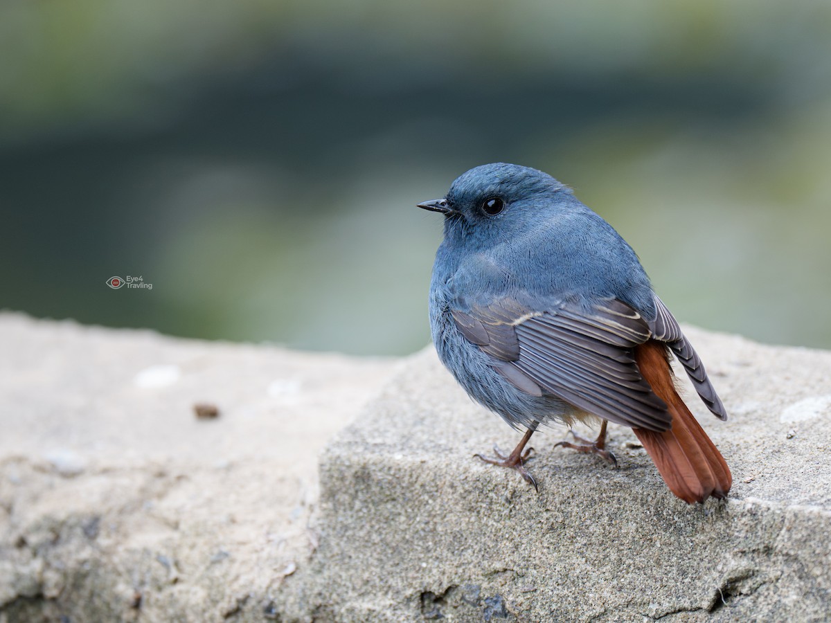 Plumbeous Redstart - ML647346065