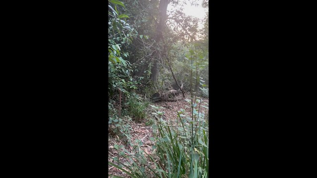 Батіжник чорночубий - ML647346074