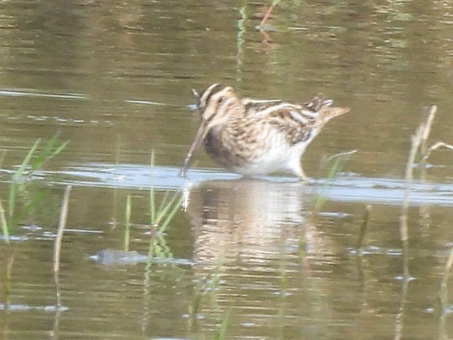 Agachadiza Común - ML647346092