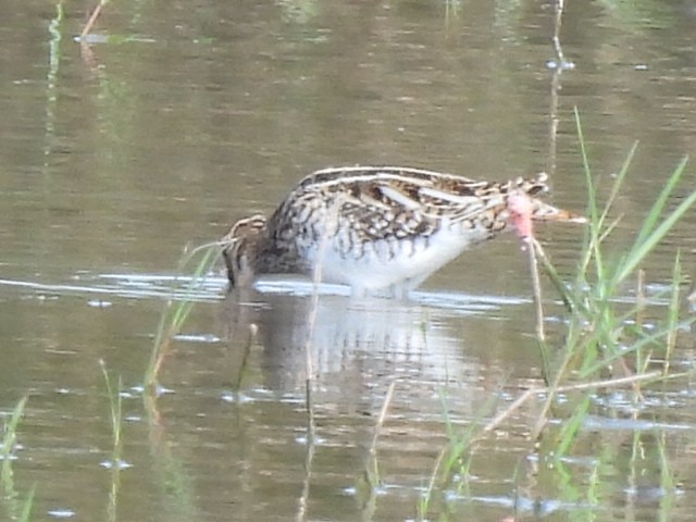 Agachadiza Común - ML647346095