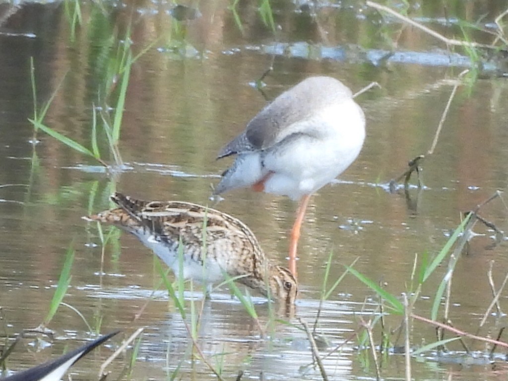 Agachadiza Común - ML647346115