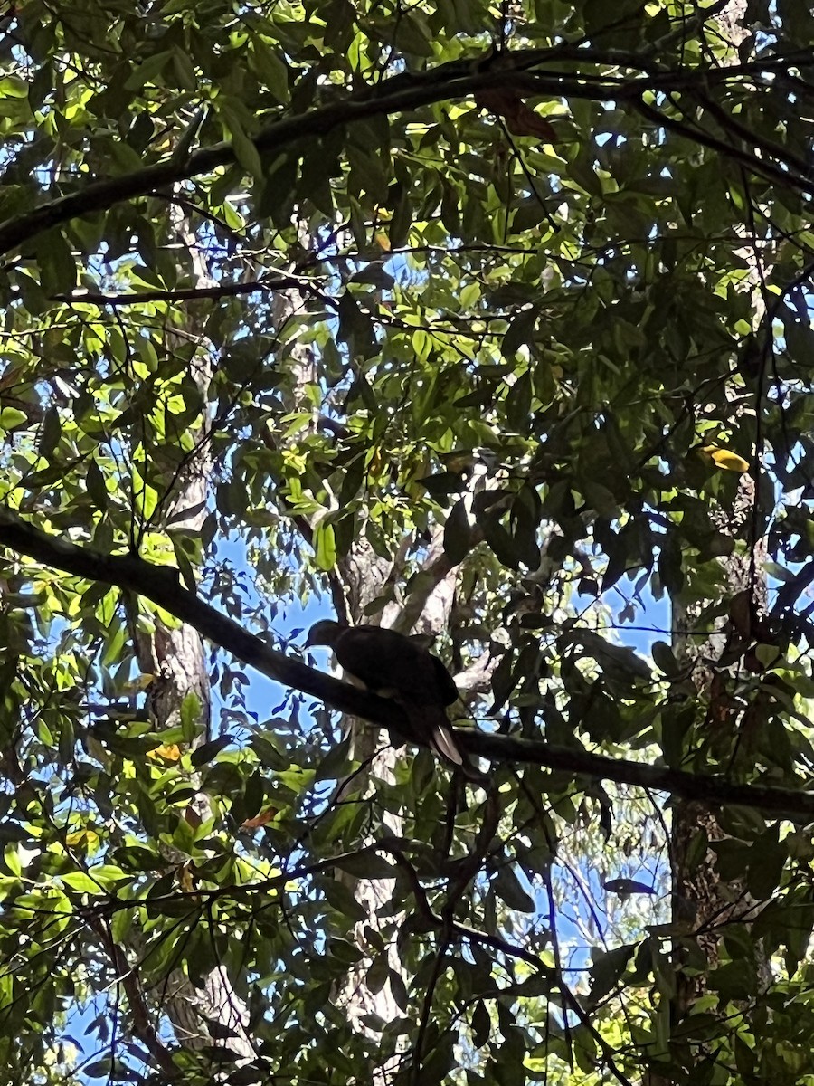 pigeon/dove sp. - ML647346122