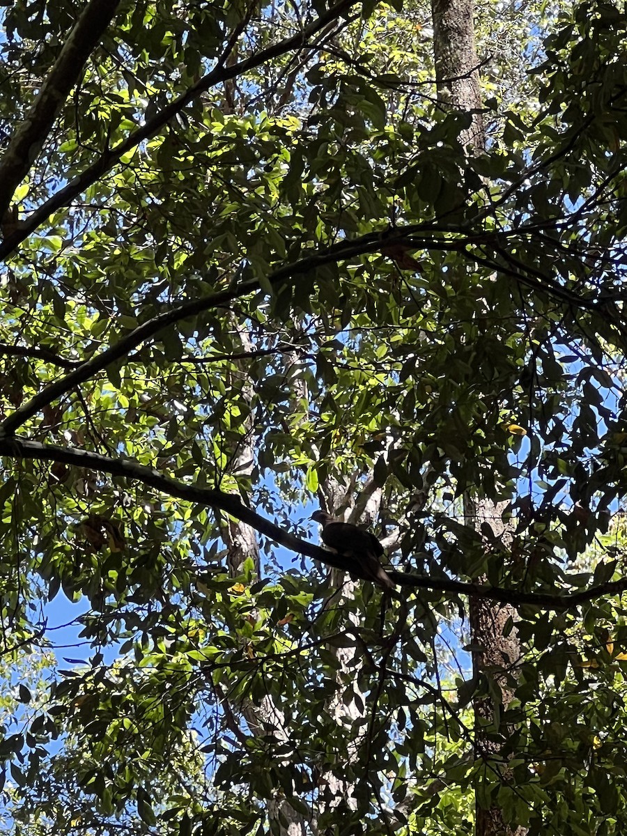 pigeon/dove sp. - ML647346123