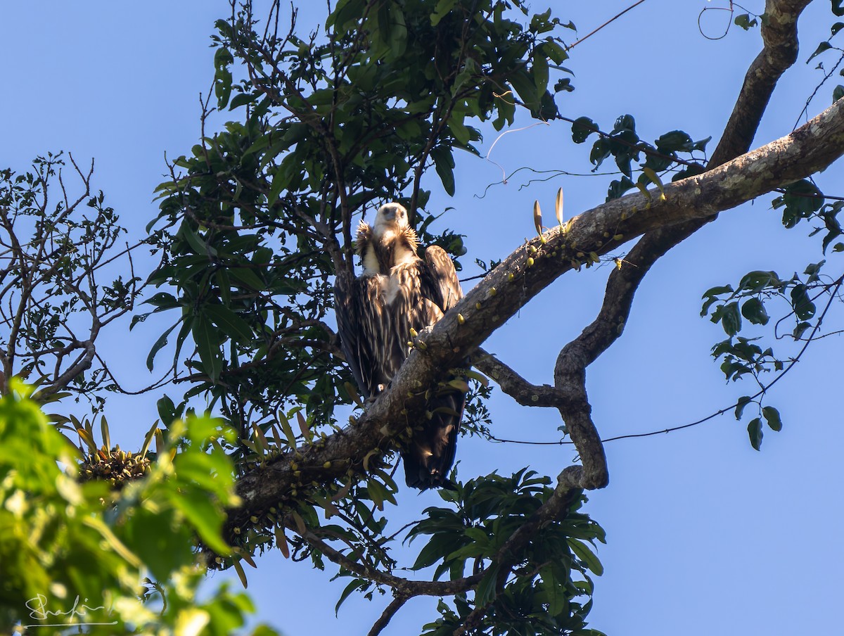 Himalayan Griffon - ML647346128