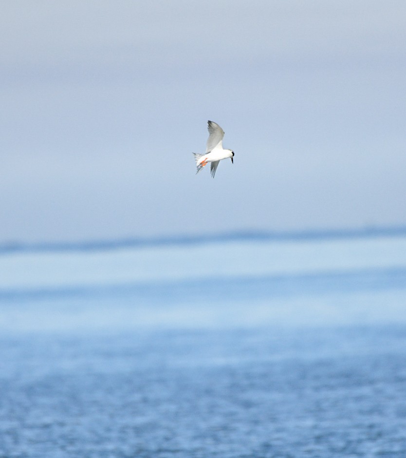 Forster's Tern - ML647346134
