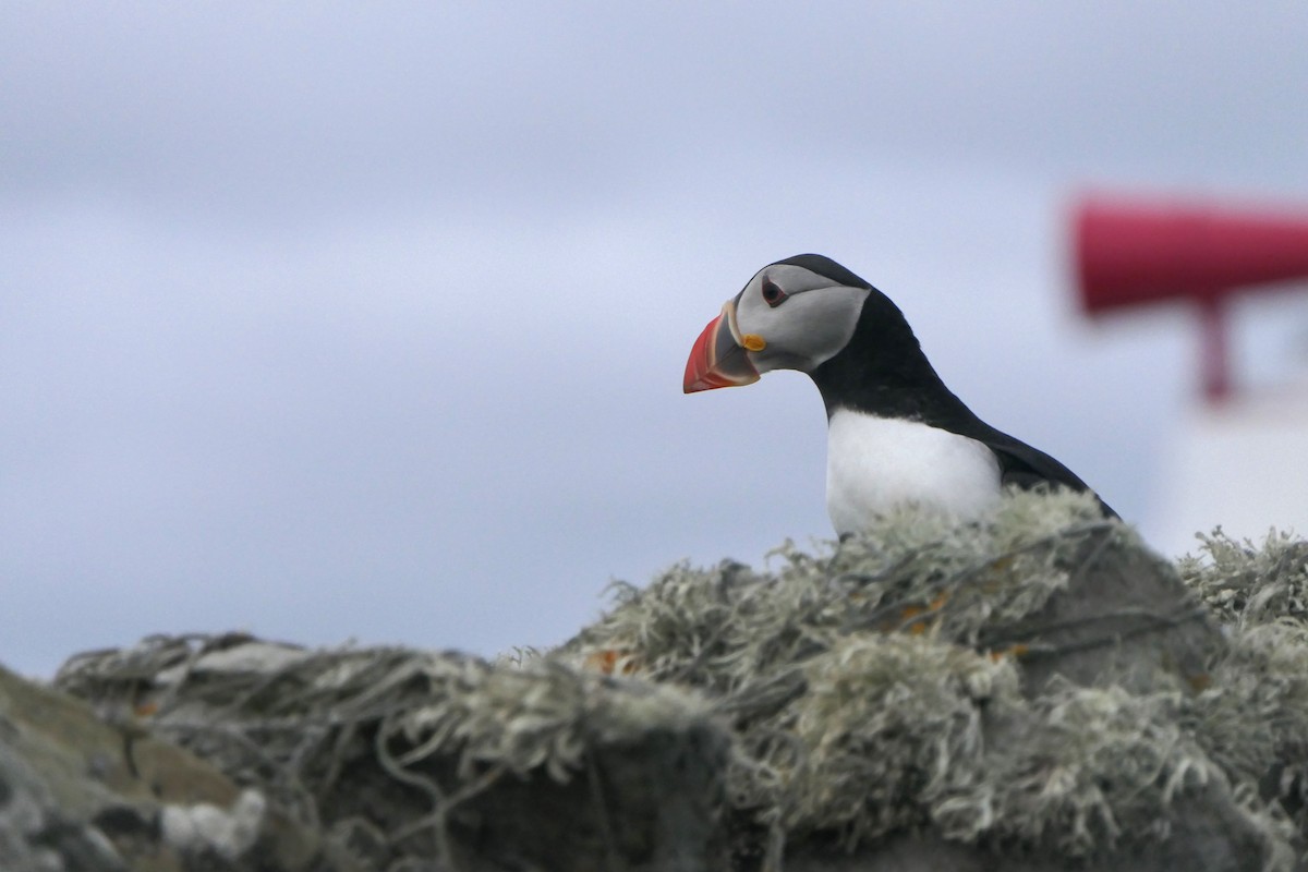 Atlantic Puffin - ML647346137