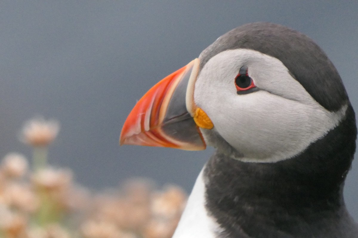 Atlantic Puffin - ML647346145