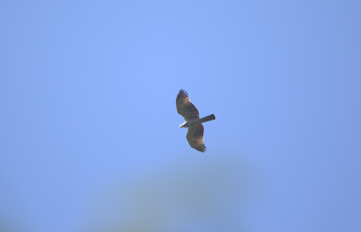 Oriental Honey-buzzard - ML647346148