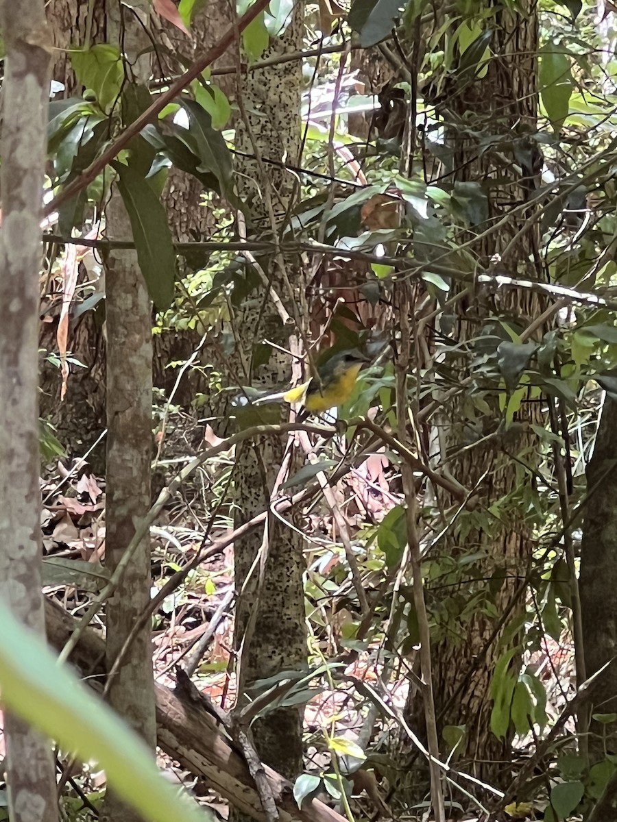 Eastern Yellow Robin - ML647346167