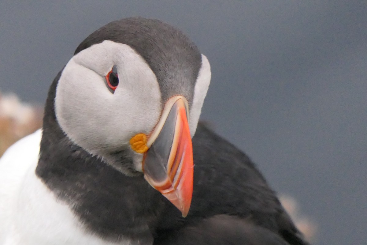 Atlantic Puffin - ML647346174