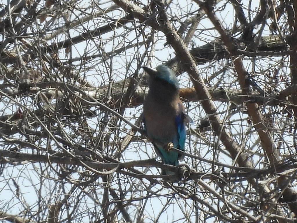 Indochinese Roller - ML647346197