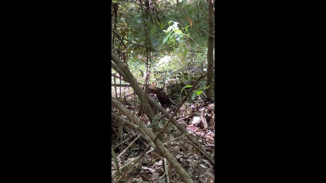 kosovec zvučnohlasý - ML647346203