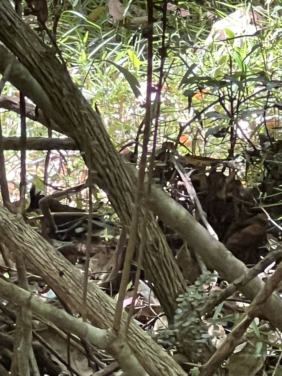 Eastern Whipbird - ML647346204