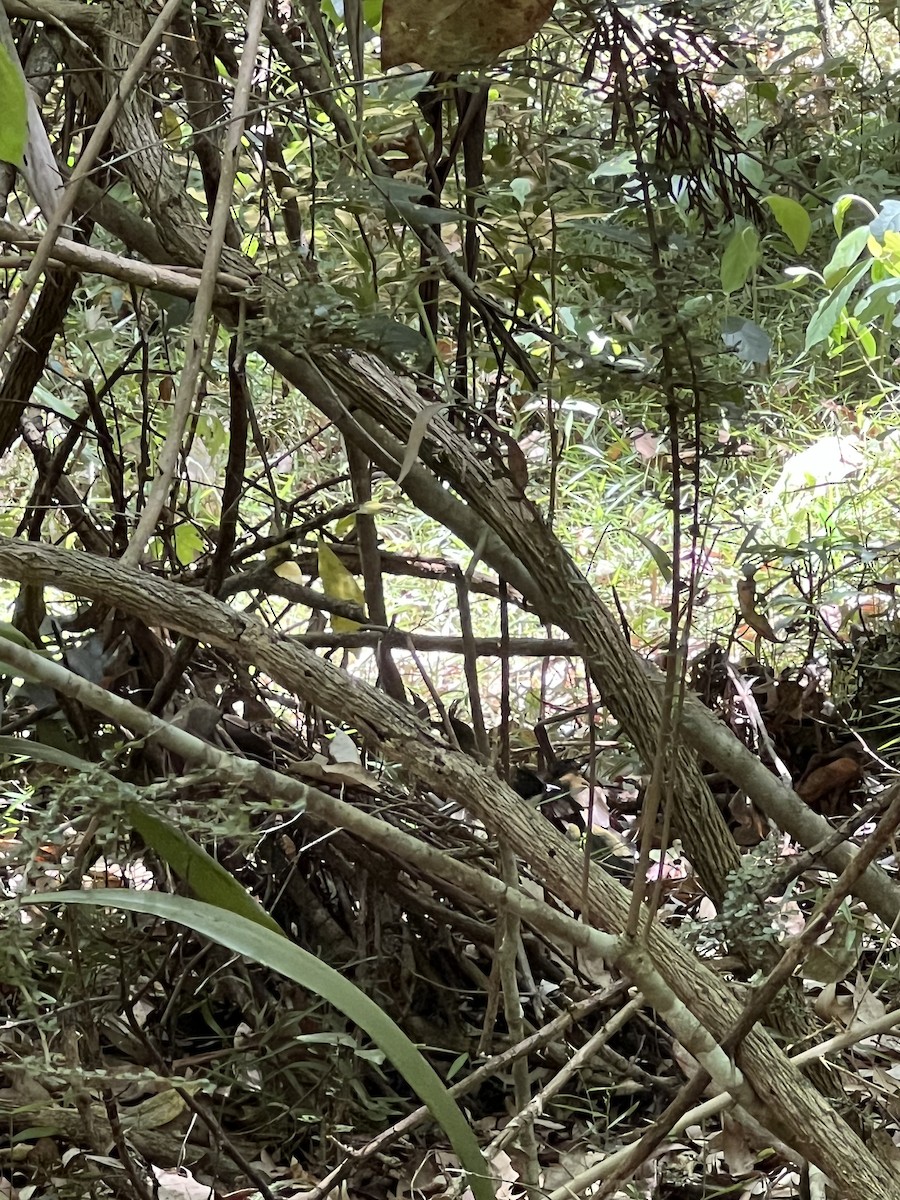 Eastern Whipbird - ML647346205