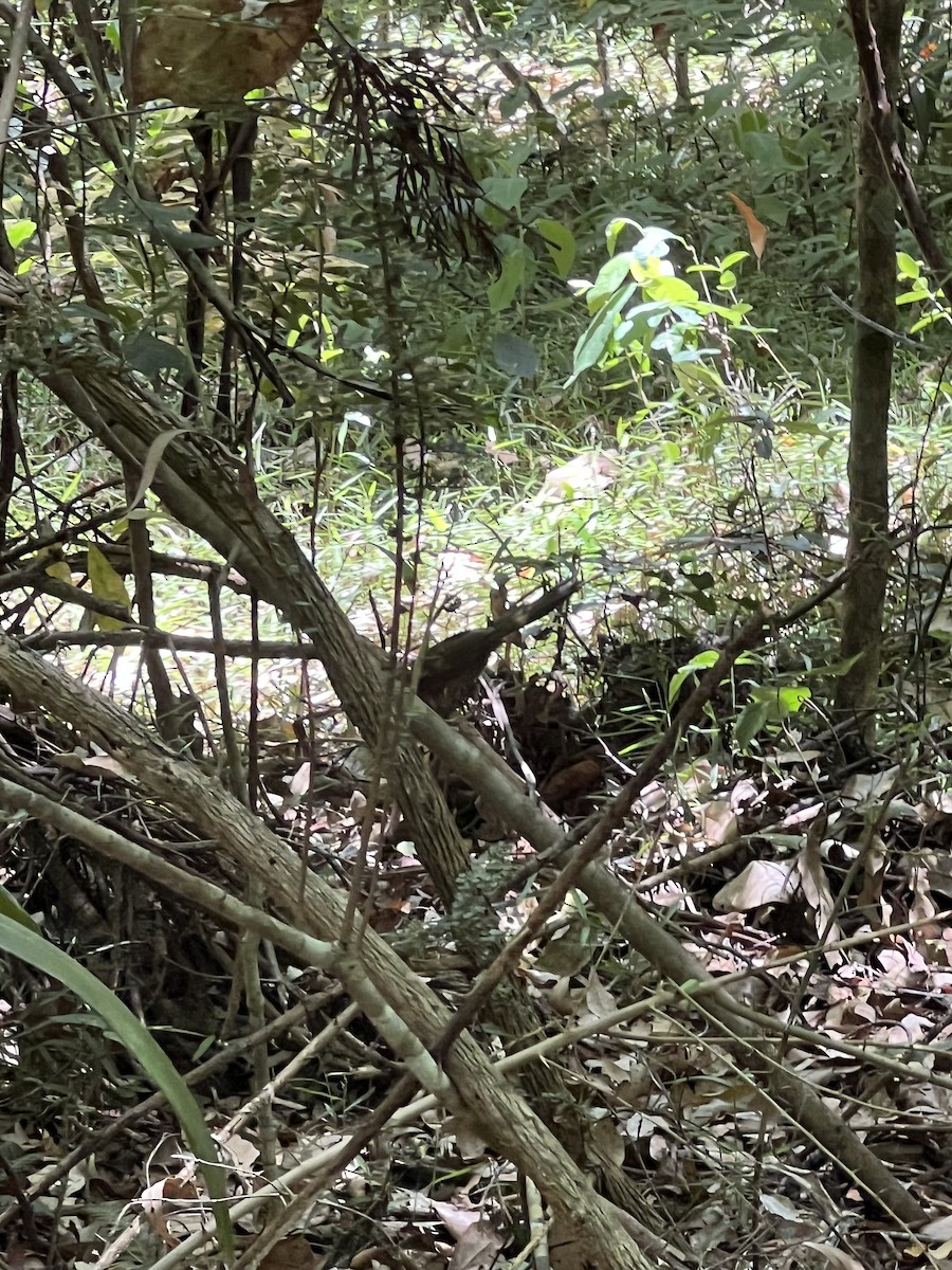 Eastern Whipbird - ML647346206