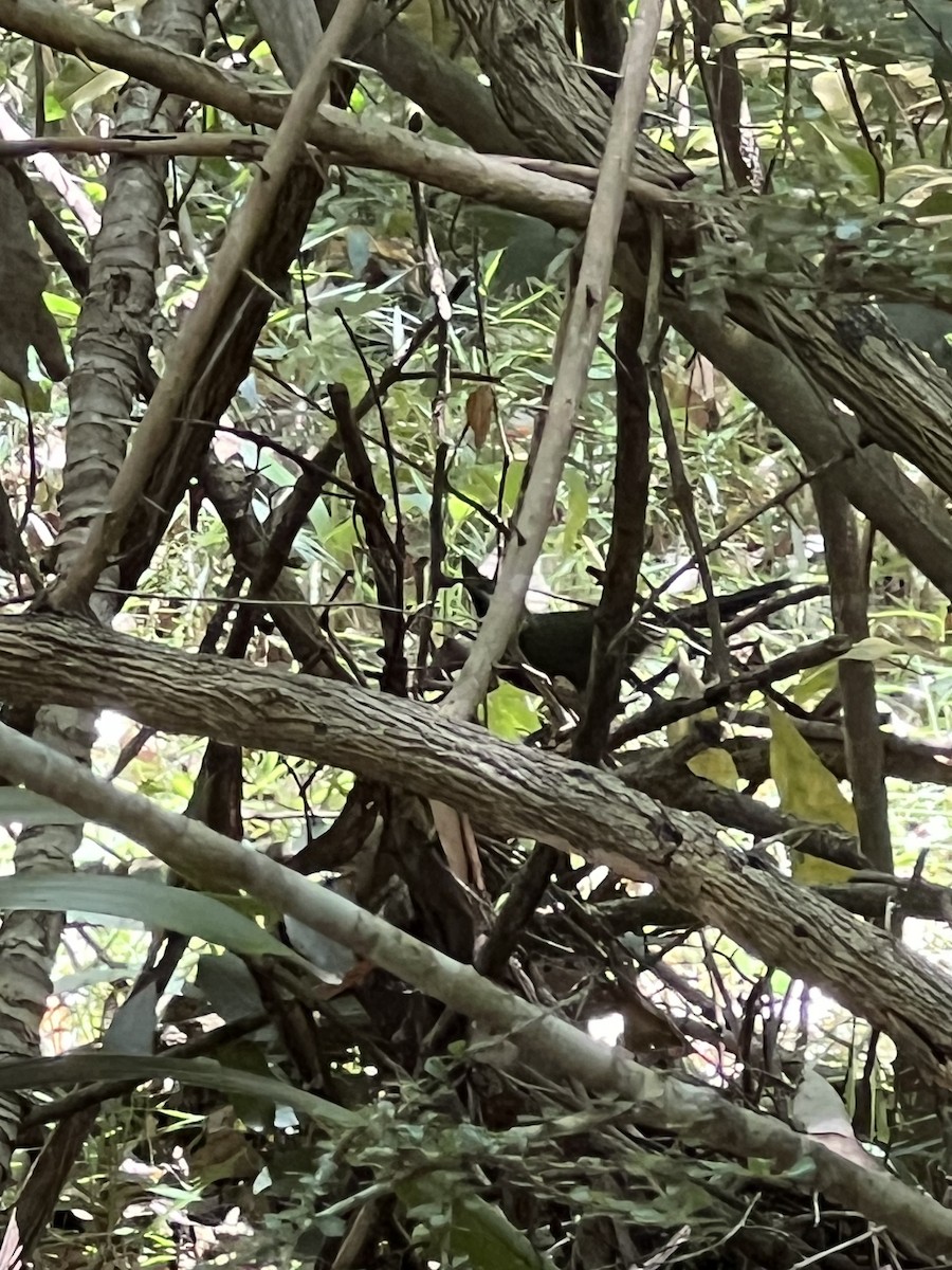 Eastern Whipbird - ML647346207