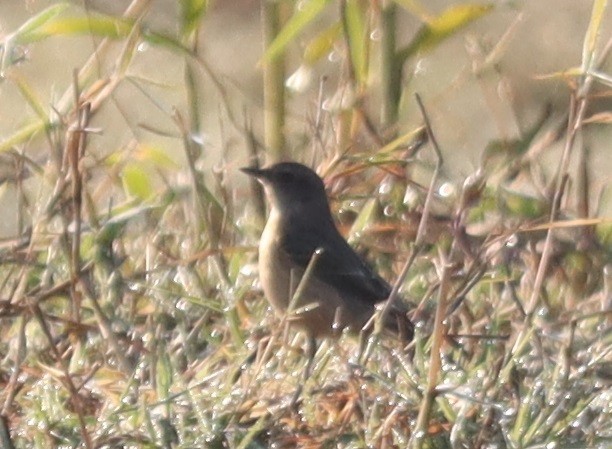 Pallasschwarzkehlchen - ML647346208