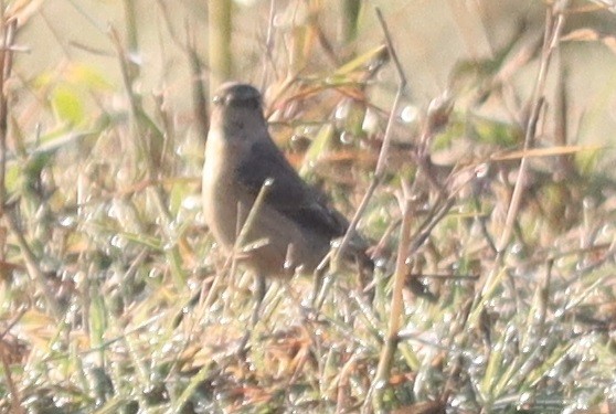 Pallasschwarzkehlchen - ML647346209