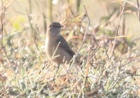 Pallasschwarzkehlchen - ML647346210