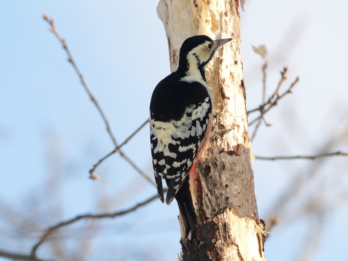 White-backed Woodpecker - ML647346246