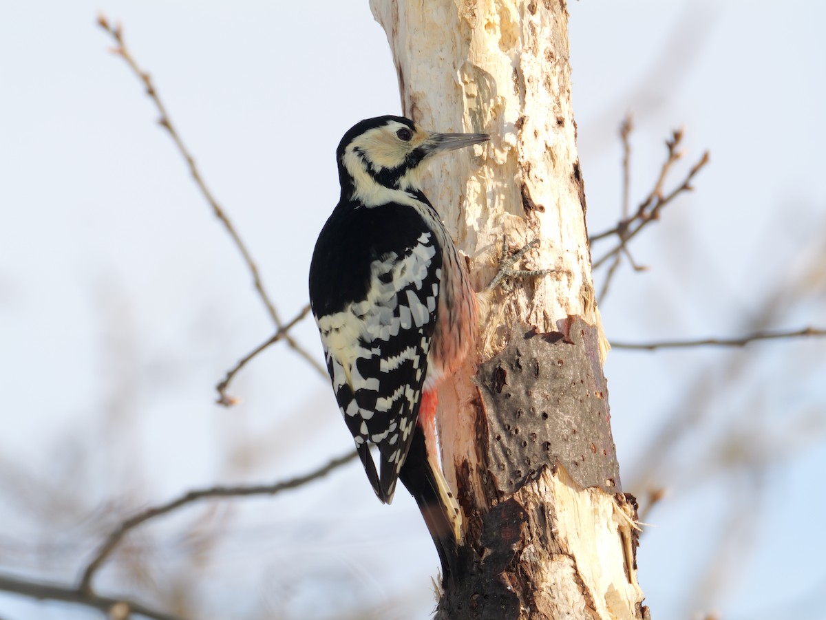 White-backed Woodpecker - ML647346250