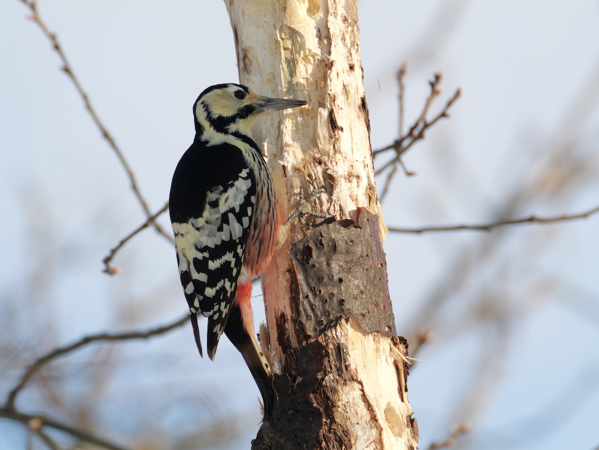 White-backed Woodpecker - ML647346251