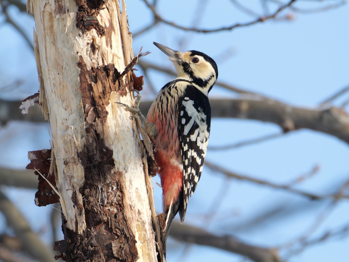 White-backed Woodpecker - ML647346252