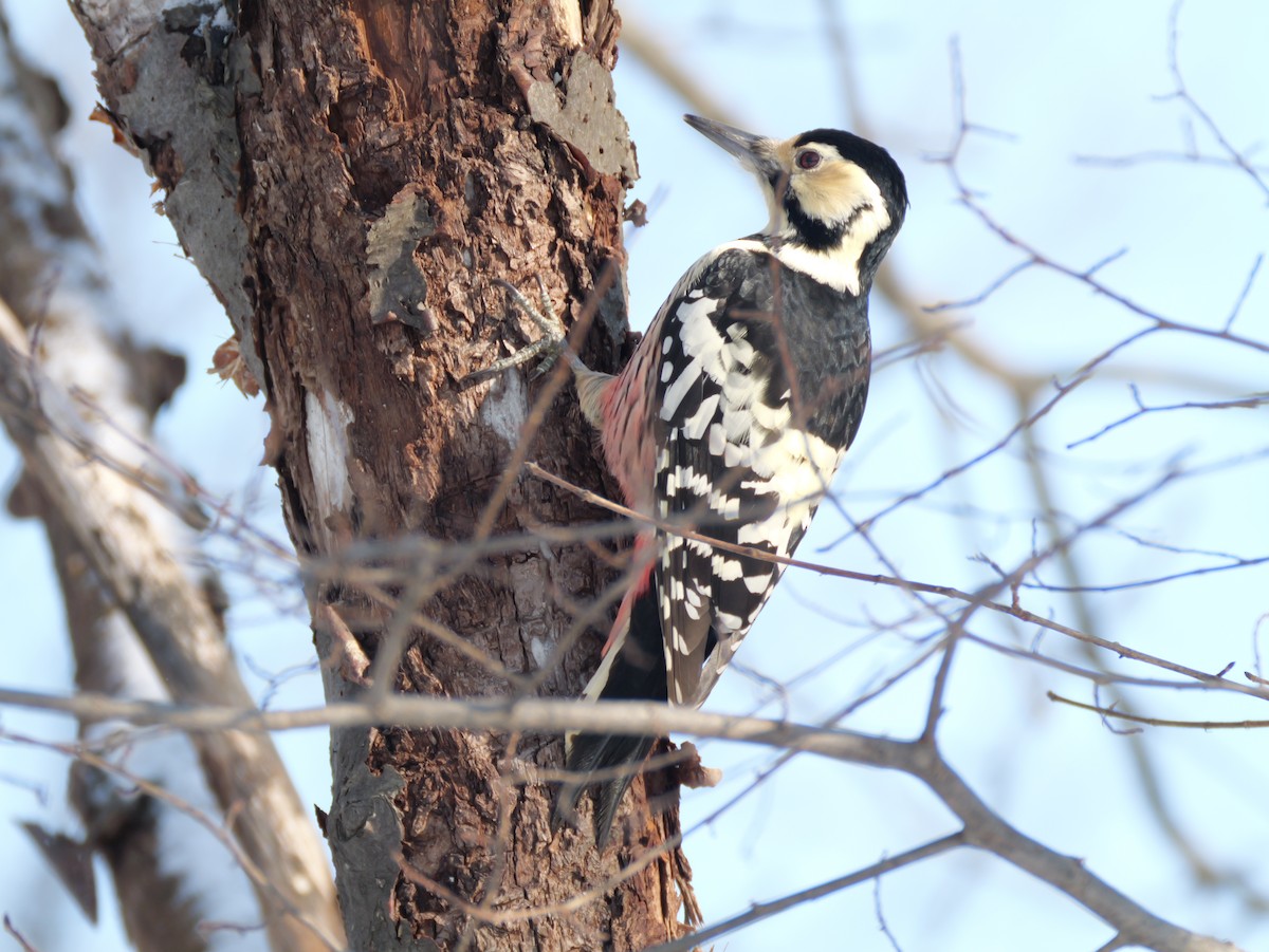 White-backed Woodpecker - ML647346253